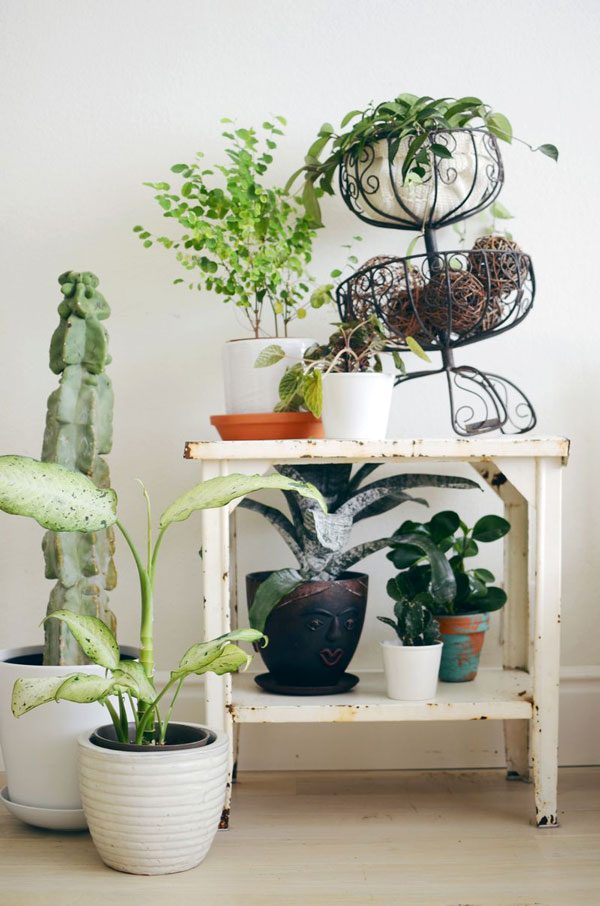 tips for keeping indoor plants alive