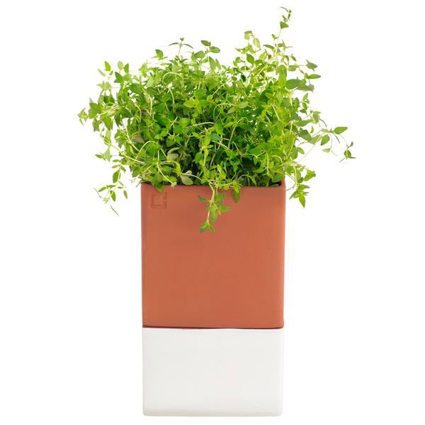 Evergreen Terracotta Herbpot