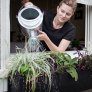 Watering Glossy Black Window Boxes thumbnail