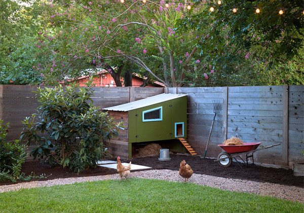 backyard chicken coop