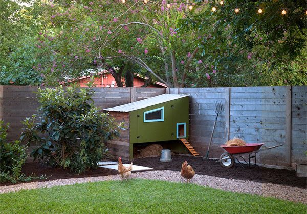backyard chicken coop