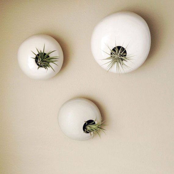 Hanging Wall Planter Air Plant Pods