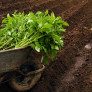 Tomato transplant thumbnail