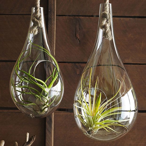 Recycled-Glass-Bubble-Hanging-Terrarium