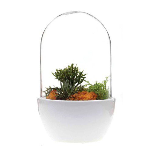 best-Pill-Terrarium