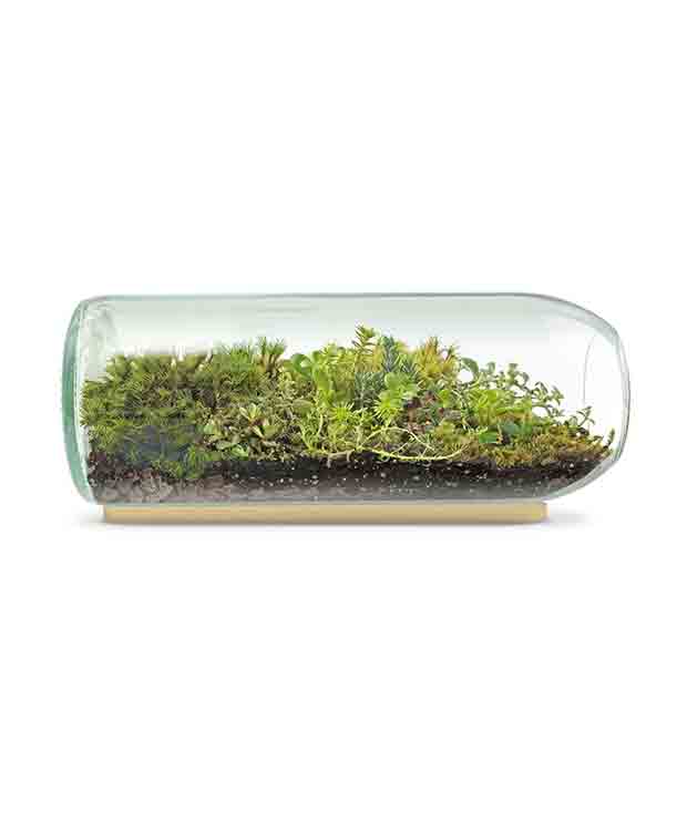 best-Terrarium-Bottle