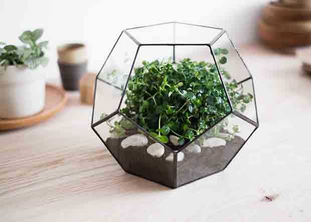 geometric-glass-terrarium