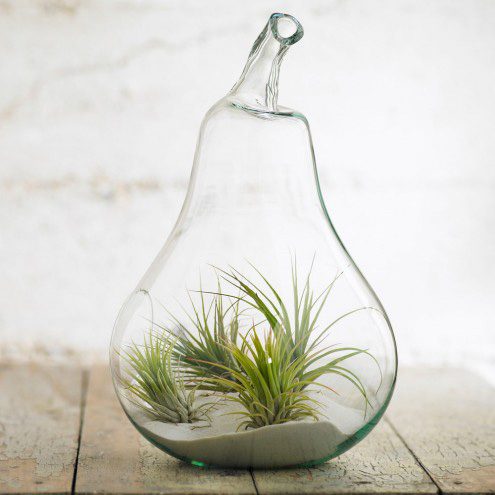 terrarium-with-air-plants