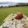 how to carve an avocado stone thumbnail