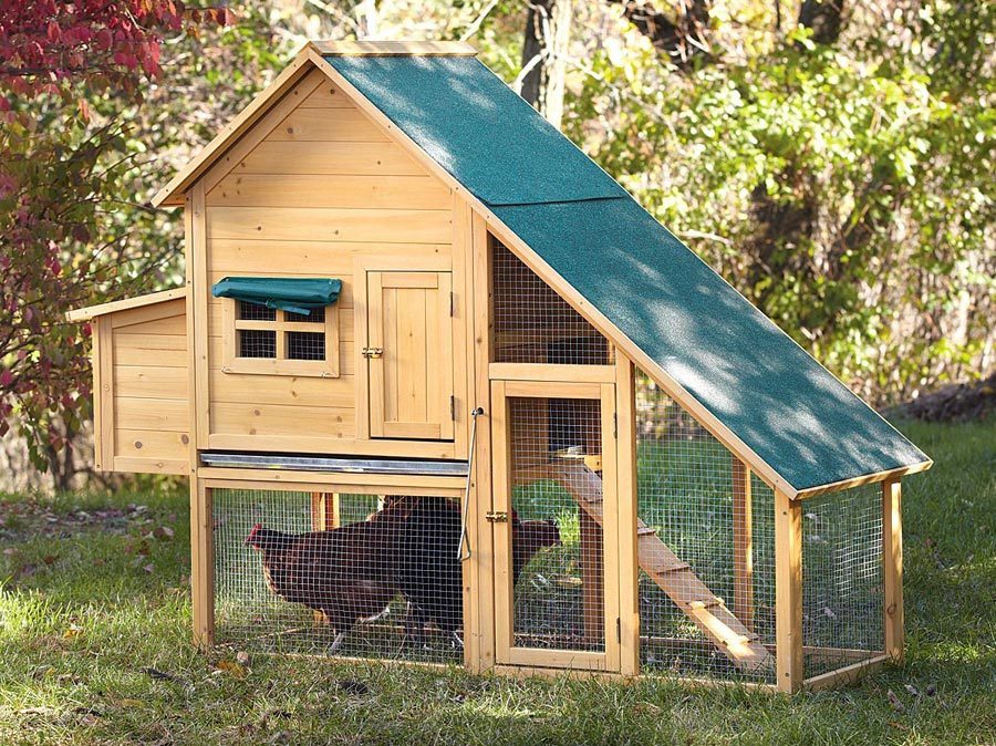 9 Best Items To Enhance Life In Your Chicken Coop Eatwell101